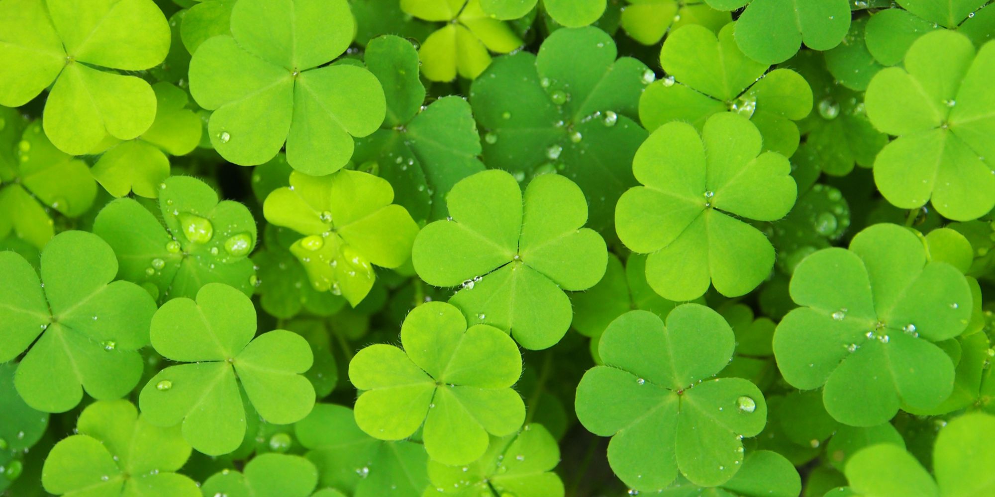 Loterija Slovenije | Mercator Nova Gorica | Supernova